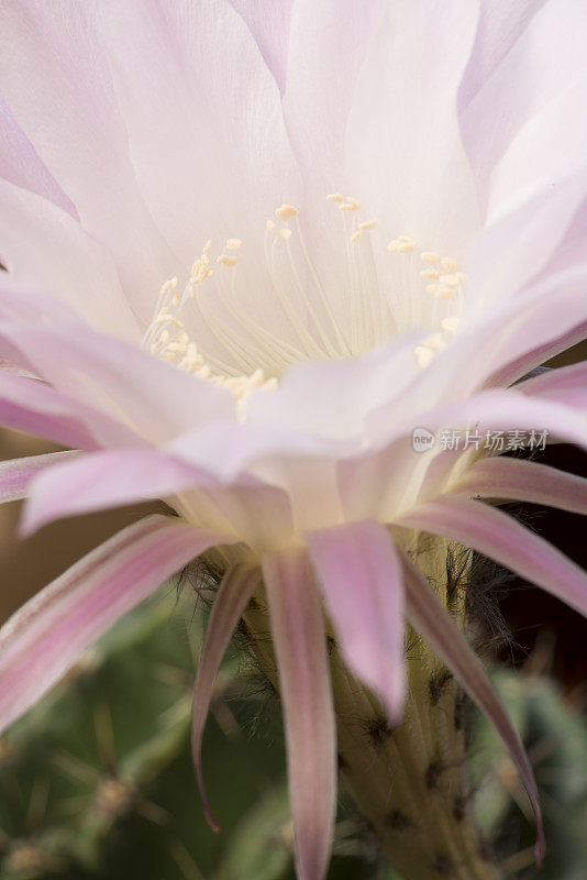 开花Echinopsis Spachiana Kaktus的特写